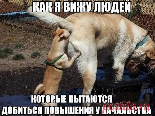 (99) Одноклассники