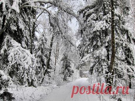 Ankorstil — «Сказочный лес» на Яндекс.Фотках