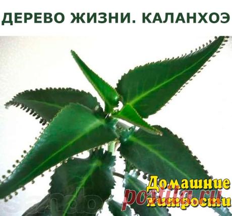 (1) Одноклассники