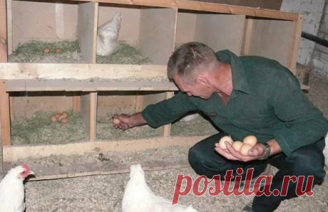 Узнал о немецкой технологии содержания кур. Теперь ею только и пользуюсь. Расход небольшой, а яиц несут много. | Смоленская пасека | Яндекс Дзен