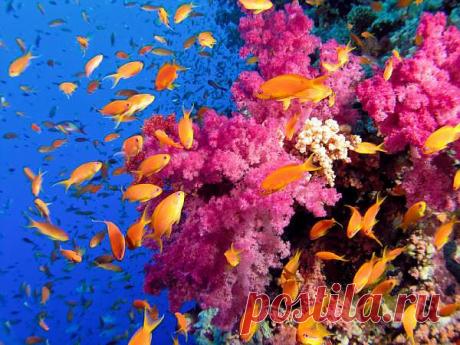 Подводный мир Красного моря в районе Шарм эль Шейха.