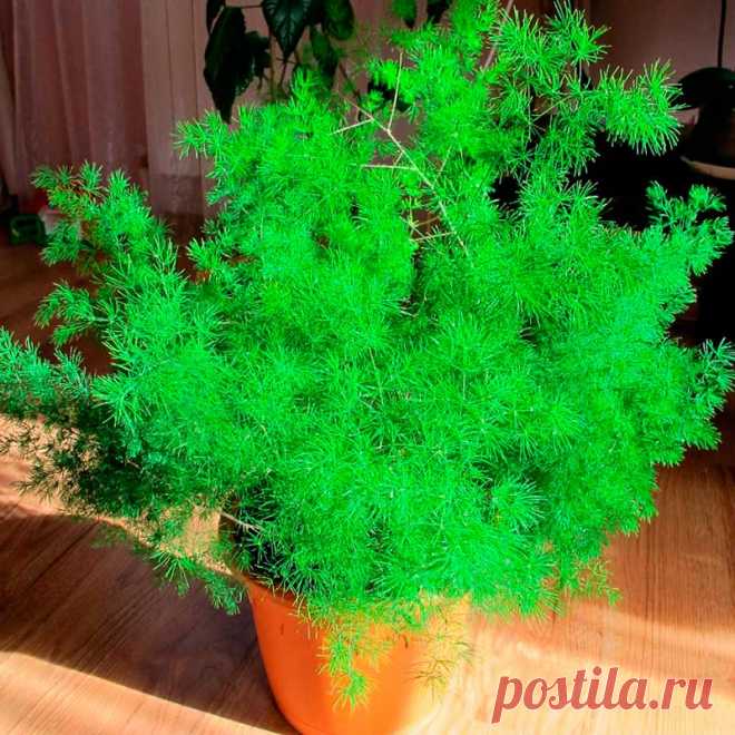 Комнатное растение Аспарагус (лат. Asparagus). Длинные изящные и нежные побеги аспарагусов (спаржи) часто используются в цветочных аранжировках и для украшения букетов. Любопытно, что перистые "листья" аспарагусов являются их видоизмененными стеблями, сами же листочки редуцированы до крошечных буроватых чешуек.