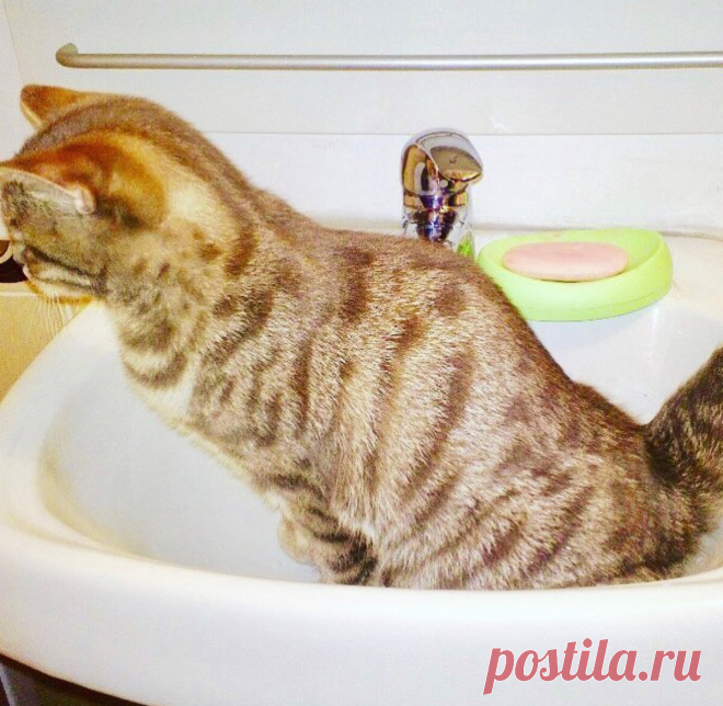 Как приучить котенка к туалету? 5 секретов от опытных заводчиков. | Котов много не бывает | Яндекс Дзен