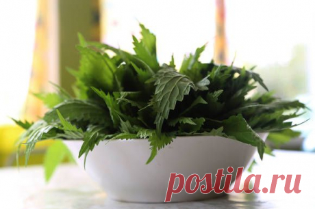 Высокая кухня с крапивой