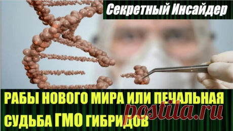 О дивный новый мир и его рабы или печальная судьба ГМО гибридов Патент на ген - это исключительные права на определенную последователь...