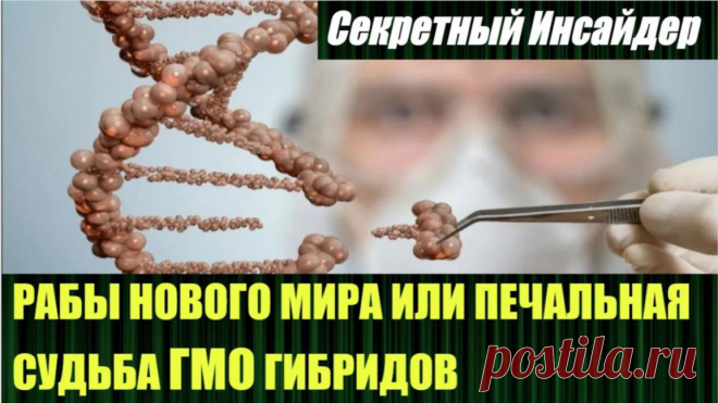 О дивный новый мир и его рабы или печальная судьба ГМО гибридов Патент на ген - это исключительные права на определенную последователь...
