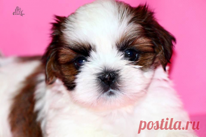 щенок ши-тцу из питомника Чесвет Лайн