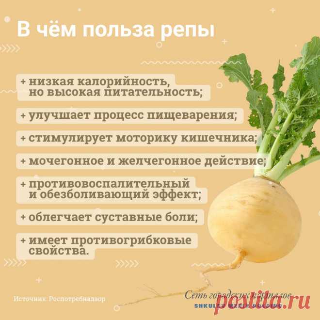 В чем польза репы