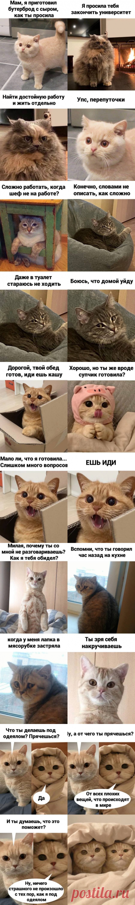 10+ смешных мемов с котиками, над которыми невозможно не смеяться. Ридус