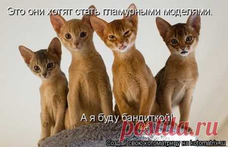 Как вычислить “кошатника&quot;(55 фото)