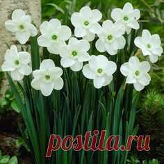 Narcissi Green Pearl