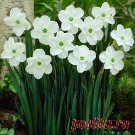 Narcissi Green Pearl