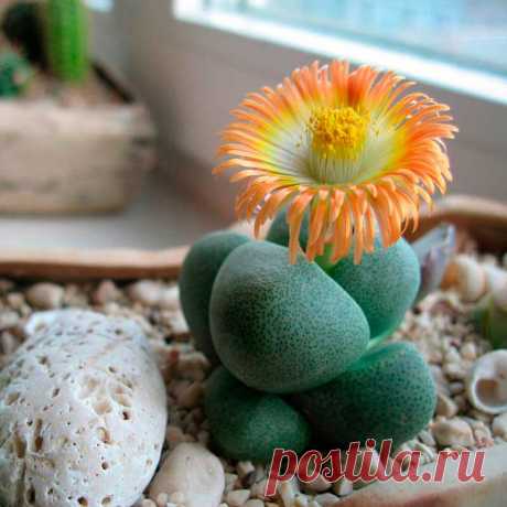 Комнатное растение Плейоспилос (Pleiospilos). Как и литопсы, плейоспилосы относятся к так называемым &quot;живым камням&quot;, произрастающим в Капской провинции на Юге Африки. Род включает в себя около 30 видов растений. Каждое растение имеет 1-2 или 3-4 пары мясистых листьев, между которыми раз в году появляется цветок. У плейоспилоса Болуса (Pleiospilos bolusii) листья красновато-коричневого цвета, с многочисленными прозрачными точками.