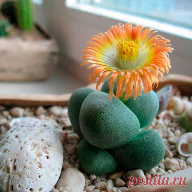 Комнатное растение Плейоспилос (Pleiospilos). Как и литопсы, плейоспилосы относятся к так называемым "живым камням", произрастающим в Капской провинции на Юге Африки. Род включает в себя около 30 видов растений. Каждое растение имеет 1-2 или 3-4 пары мясистых листьев, между которыми раз в году появляется цветок. У плейоспилоса Болуса (Pleiospilos bolusii) листья красновато-коричневого цвета, с многочисленными прозрачными точками.