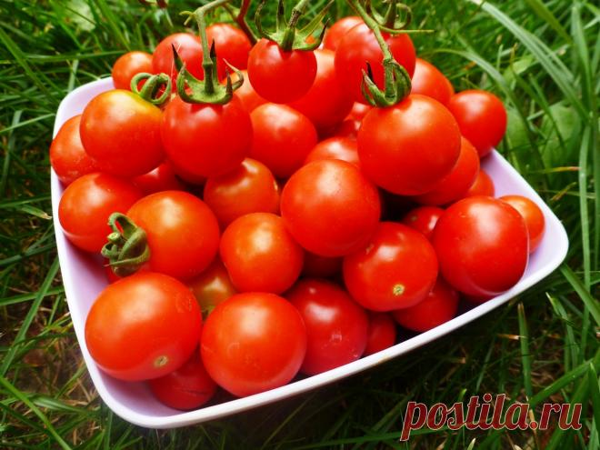 Чтобы томаты были сладкими 
Оказывается, для того, чтобы томаты были сладкими, нужно воспользоваться некоторыми простыми советами.

Например, в период активного плодоношения подкормить растение раствором соли и золы, из расчета…