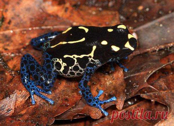 Пятнистый древолаз (Dendrobates tinctorius)