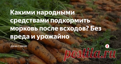 Какими народными средствами подкормить морковь после всходов? Без вреда и урожайно Чтобы получить хороший урожай моркови не обязательно использовать химию...