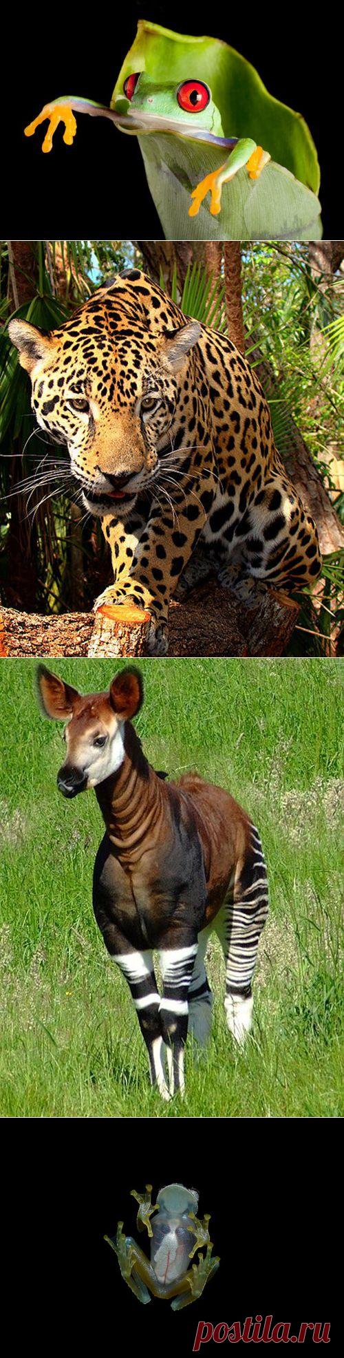 10 животных из дождевых лесов