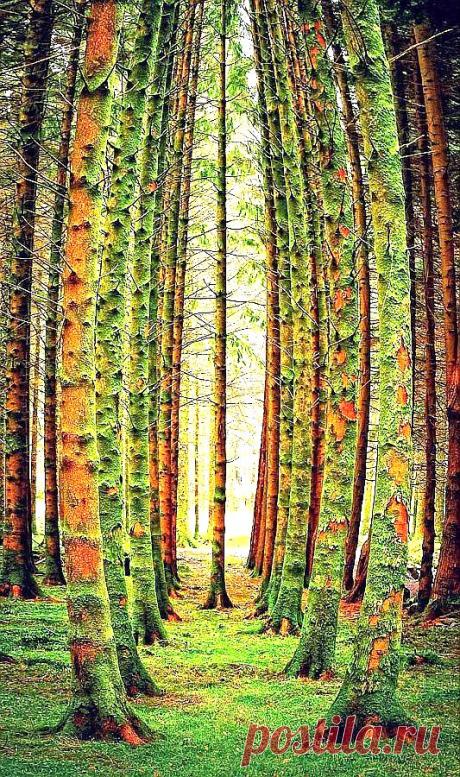 легенда о дереве