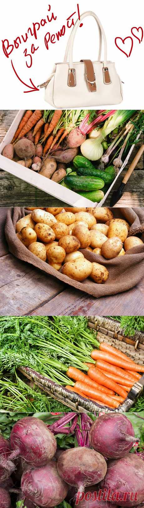 Лучшие способы хранения популярных овощей. Выиграйте стильную сумку от интернет-магазина Клуб Красоты, разместив любой пост с сайта 7dach.ru в Постиле. Чем больше постов - тем выше шансы. Розыгрыш состоится в понедельник, 16 декабря. В акции участвуют все посты, которые содержат этот текст и фото сумки!