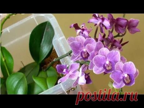 УДИВИТЕЛЬНЫЙ СПОСОБ полива ОРХИДЕЙ