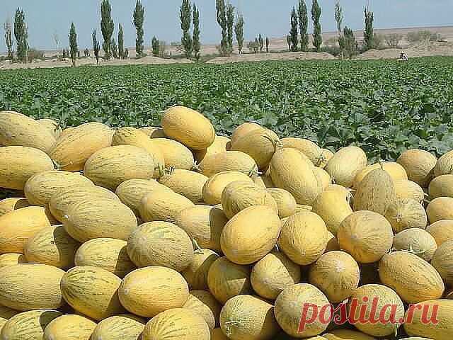 город ХУДЖАНД ленинабад ПРИСОЕДИНЯЙСЯ
30 лет, Таджикистан, Худжанд