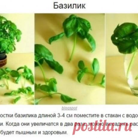 8 овощей, которые можно купить один раз, а потом выращивать всегда