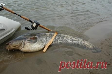 ЛОВЛЯ СОМА НА КВОК ВЕСНОЙ Такому средству для ловли сома, как квок, уже не одна сотня лет. По сей день является вернейшим средством приманки этой рыбы. Жаль, что сейчас нет столько рыбы как сто лет назад, но сейчас поимка облегчилась плетеными лесками, крепкими и тонкими, и безынерционными катушками, о которых тогда не могли и мечтать. Итак, рассмотрим, как лучше использовать это нехитрое, но действенное устройство. Лучшее время для ловли сома при помощи квока — это конечно же лето. Но можно…