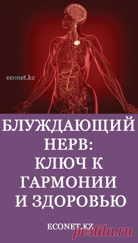 Блуждающий нерв: ключ к гармонии и здоровью

Блуждающий нерв считается наименее изученным в организме человека. Это длинная сеть окончаний, имеющая многочисленные ответвления к мышцам лица, голосовым связкам, головному мозгу. Он запускает и поддерживает работу всех сосудов, желез, соединяя в одну цепь внутренние органы и системы.