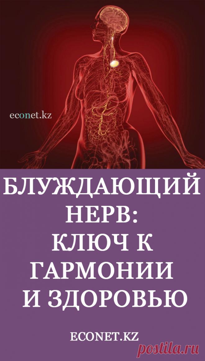 Блуждающий нерв: ключ к гармонии и здоровью

Блуждающий нерв считается наименее изученным в организме человека. Это длинная сеть окончаний, имеющая многочисленные ответвления к мышцам лица, голосовым связкам, головному мозгу. Он запускает и поддерживает работу всех сосудов, желез, соединяя в одну цепь внутренние органы и системы.