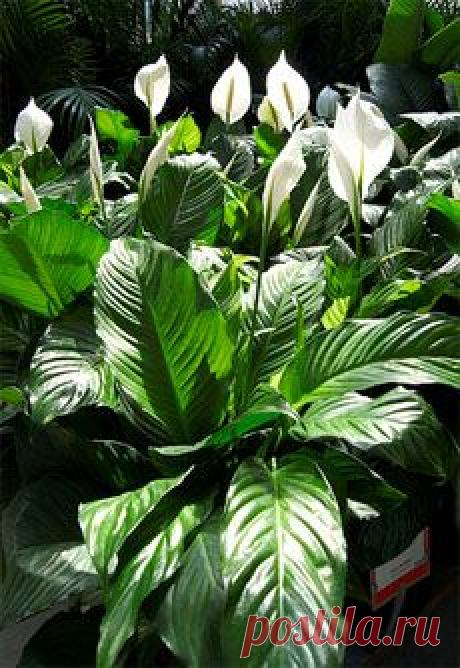 Foliage, leaves, ferns, greenery, undergrowth, overgrown, botanical,