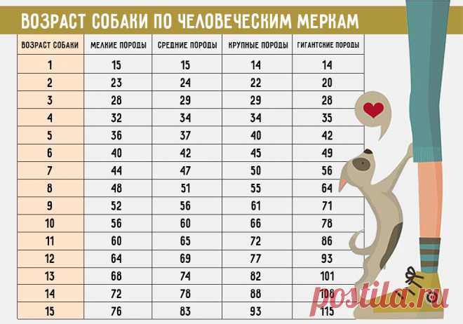 Узнай настоящий возраст своей собаки. Один собачий год НЕ РАВЕН 7 нашим! | NO | Яндекс Дзен
