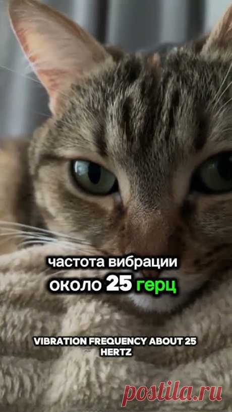 5 фактов о кошках