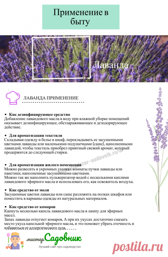 Как выращивать лаванду - памятка | Мистер садовник | Яндекс Дзен