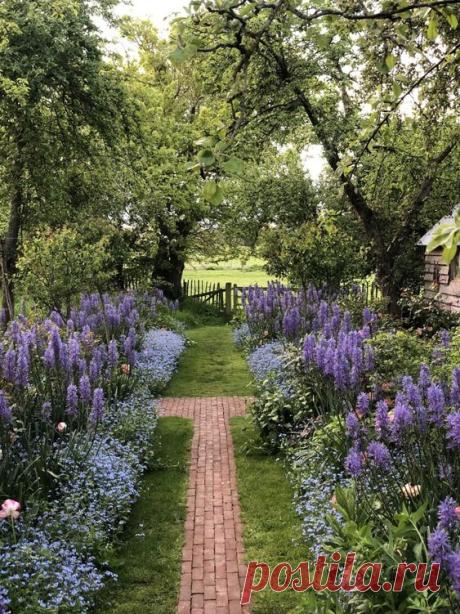 What are these purple plants in Monty's garden?