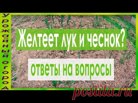 ОТ ЧЕГО ЖЕЛТЕЕТ ЛУК И ЧЕСНОК?!И ЧТО ДЕЛАТЬ?!