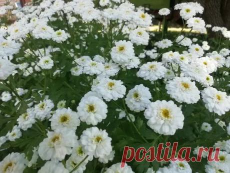 7 растений, которые навсегда избавят ваш сад от клопов: еще и участок украшают. Многие садоводы даже не догадываются, что привычные культуры способны стать щитом от вредителей. Эти растения не только украсят участок, но и создадут невыносимые условия для клопов.  