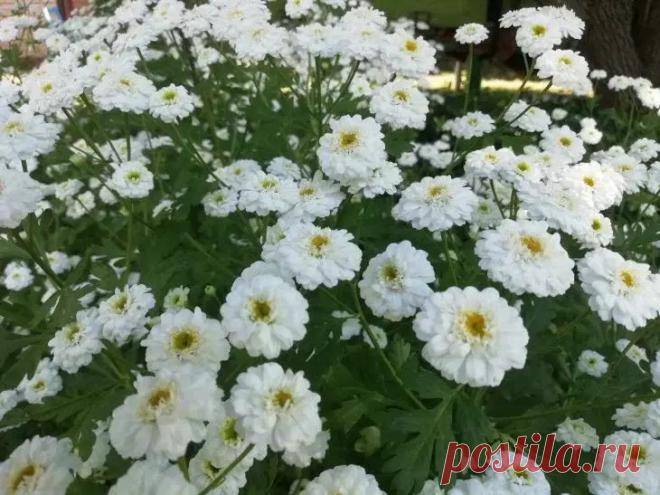 7 растений, которые навсегда избавят ваш сад от клопов: еще и участок украшают. Многие садоводы даже не догадываются, что привычные культуры способны стать щитом от вредителей. Эти растения не только украсят участок, но и создадут невыносимые условия для клопов.  