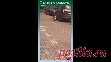 Так выглядит абсолютно счастливый пёс
