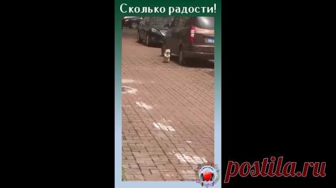 Так выглядит абсолютно счастливый пёс