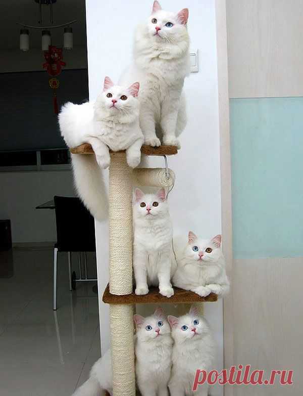 фото белых кошек - Поиск в Google