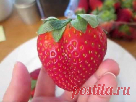 How To : Ep. 52 | Fun Way To Grow Strawberries &amp; Surprise