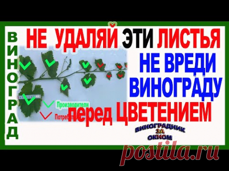🍇 Не будьте ПРОСТАКАМИ! Не удаляйте ЭТИ ЛИСТЬЯ перед цветением винограда.  ЭТО СПЛОШНОЙ ВРЕД.