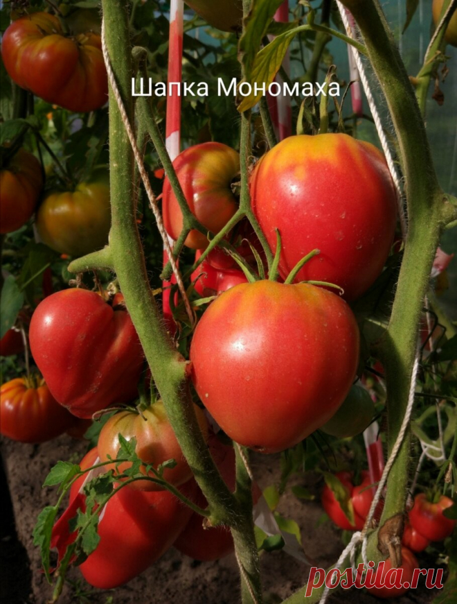 Какой сорт томата посадить в 2021 году.