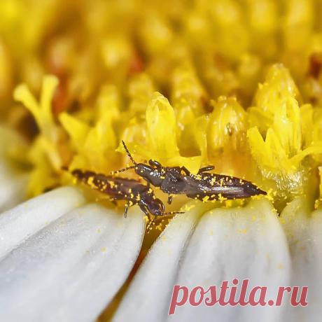 Как бороться с трипсами? — FloweryVale.ru