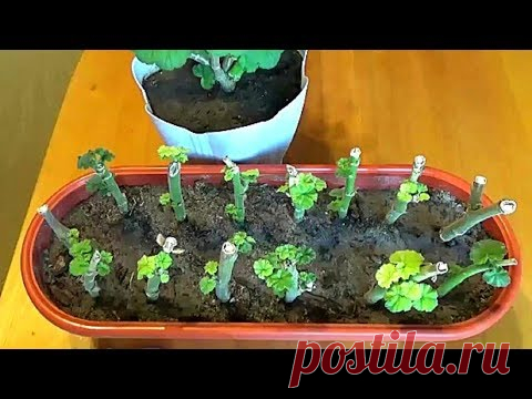 Как сохраняю герань (пеларгонию) до весны Полив Удобрение Ответы на вопросы (часть2)