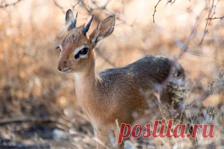 Самые милые животные планеты | Удивительное путешествие | Дзен