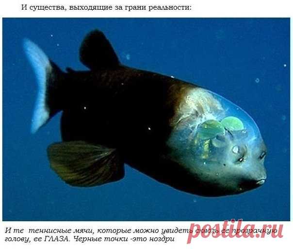 Ирина Чернышёва