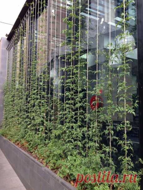 (300) Jasmine climber on vertical wires. Front garden | Trellis