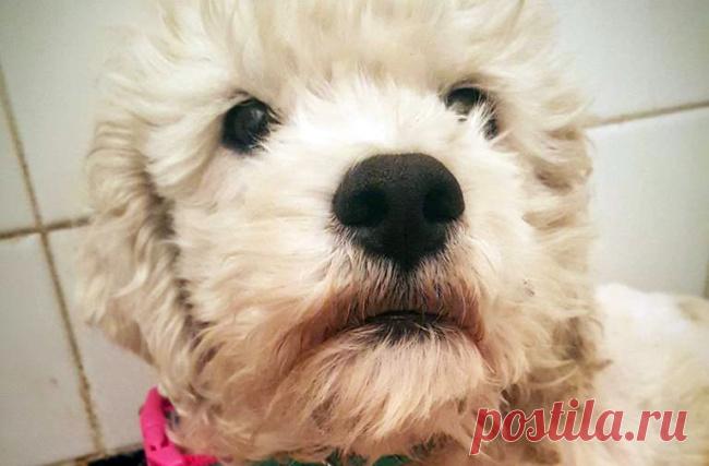 Крошечная, испуганная, больше похожая на большой комок шерсти на ножках, чем на зверюшку, — собака не хотела никого к себе подпускать. Нужно было потратить много, очень много времени, чтобы завоевать хоть каплю её доверия.